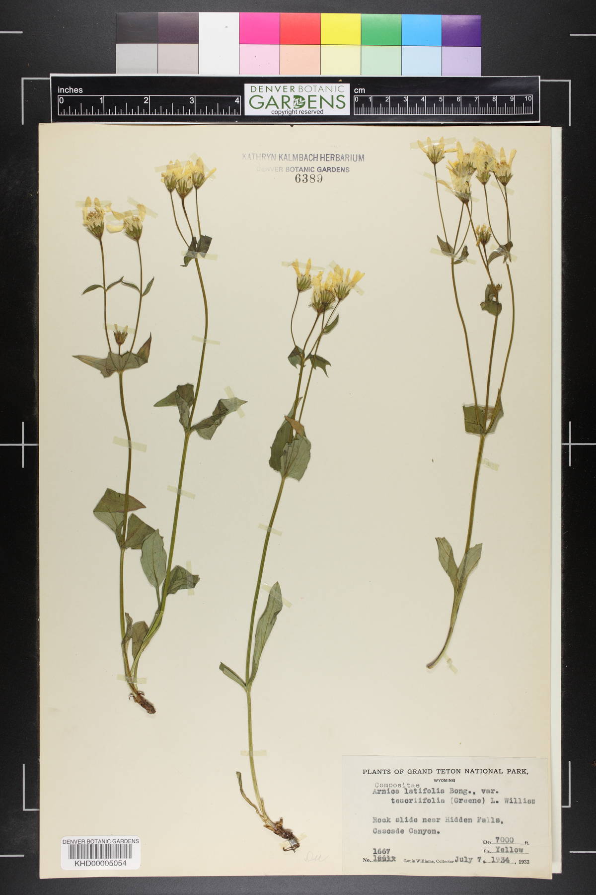 Arnica latifolia var. teucriifolia image