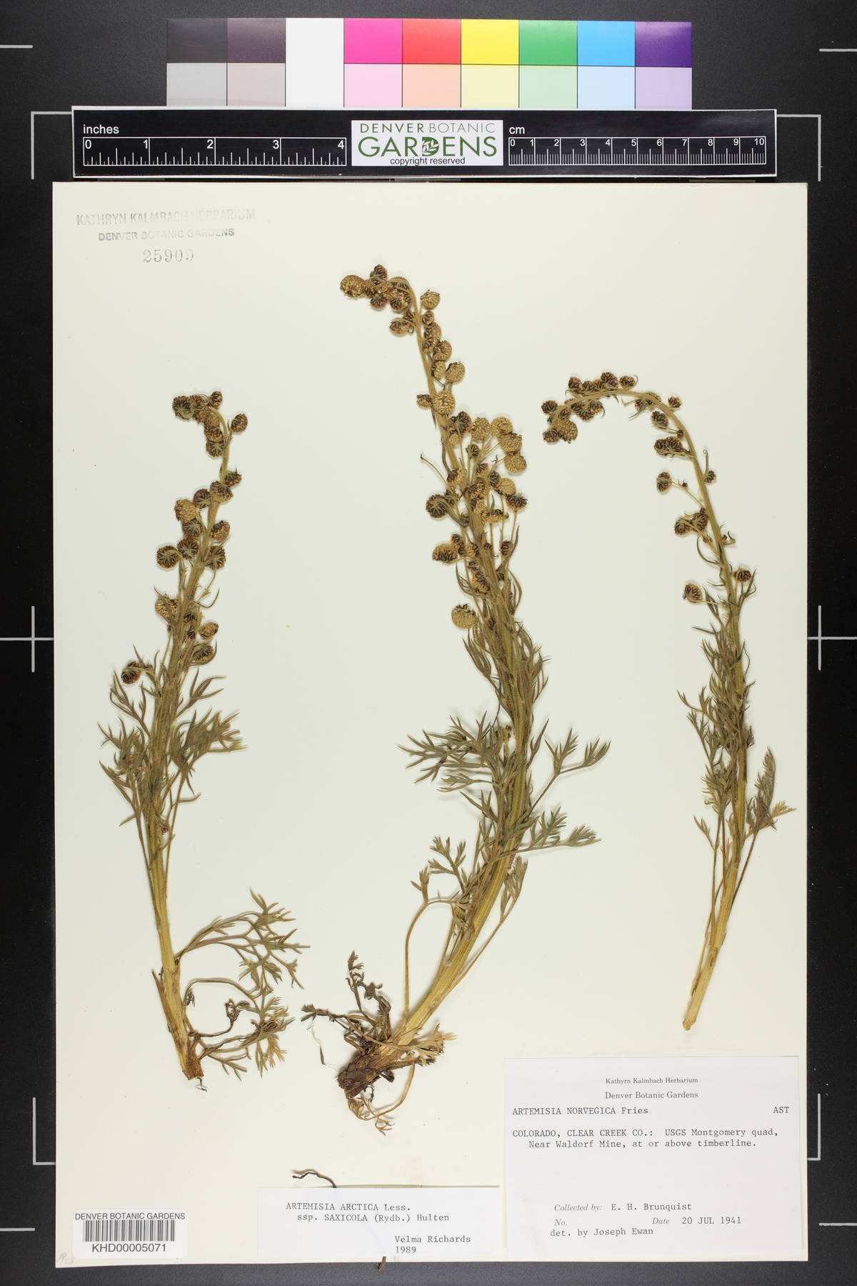 Artemisia laciniata image