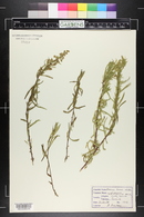 Artemisia biennis image