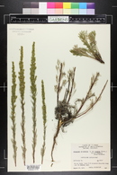 Artemisia campestris image