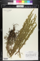 Artemisia campestris image