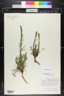 Artemisia borealis image