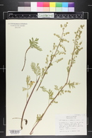 Artemisia franserioides image