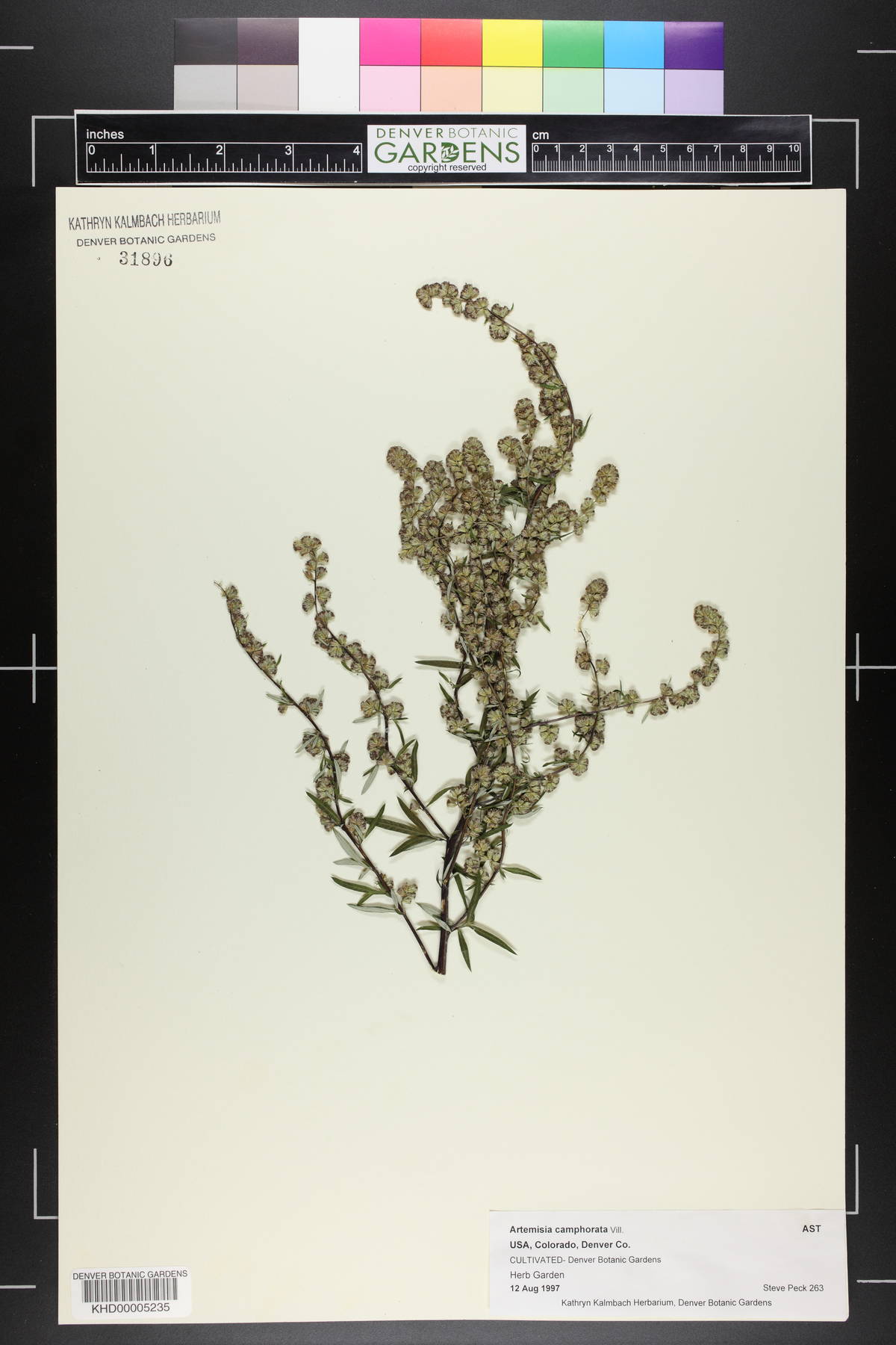 Artemisia alba image