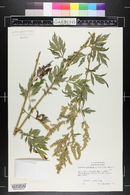 Artemisia lactiflora image