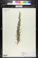 Artemisia procera image