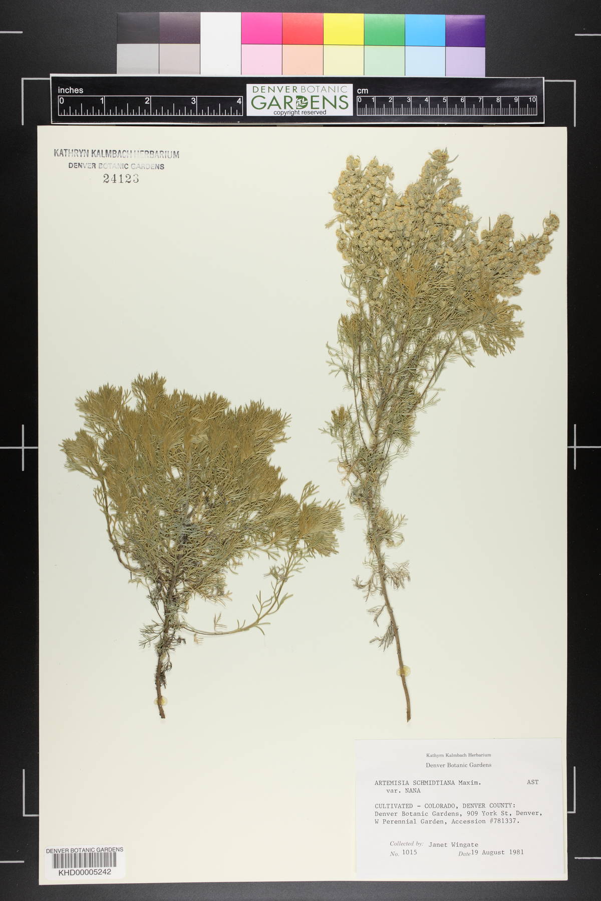 Artemisia schmidtiana image