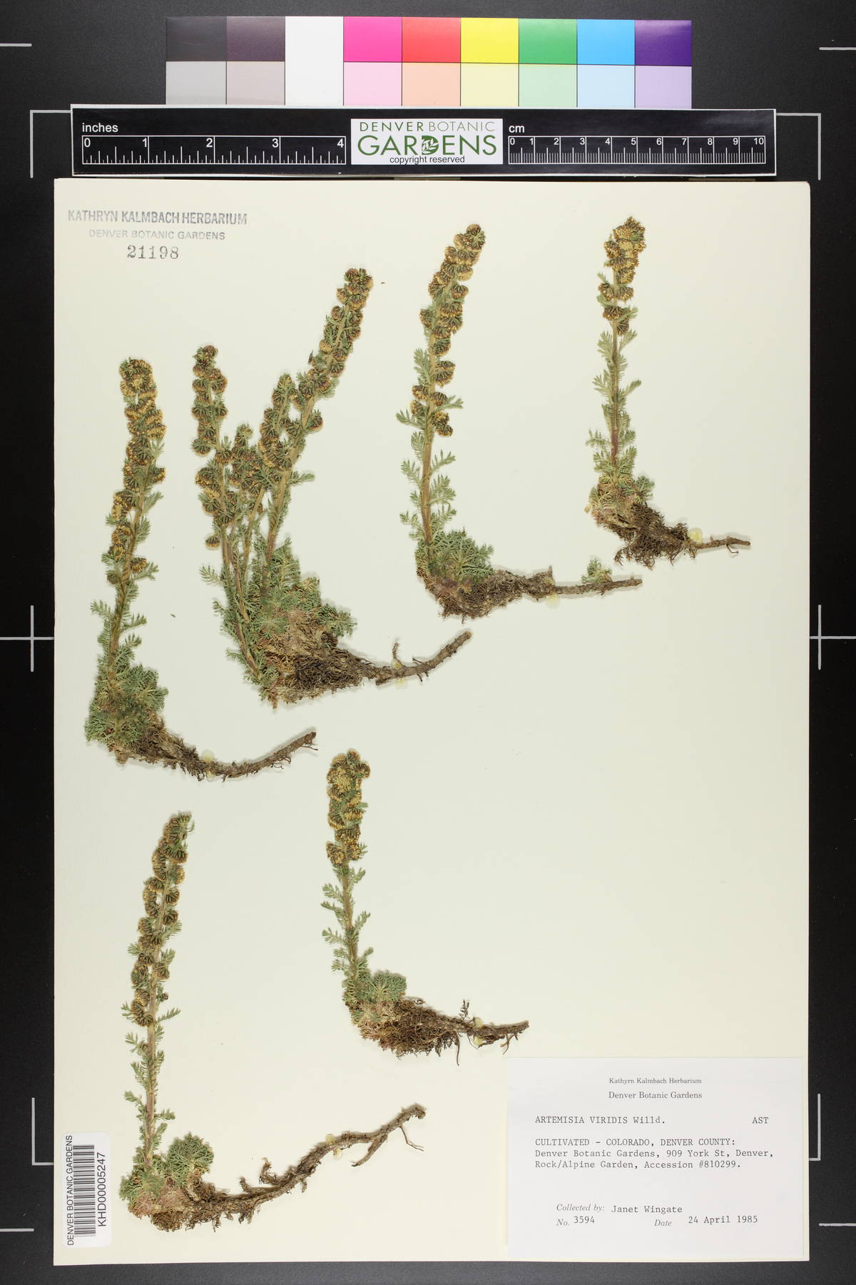 Artemisia alba image