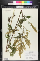 Artemisia vulgaris image