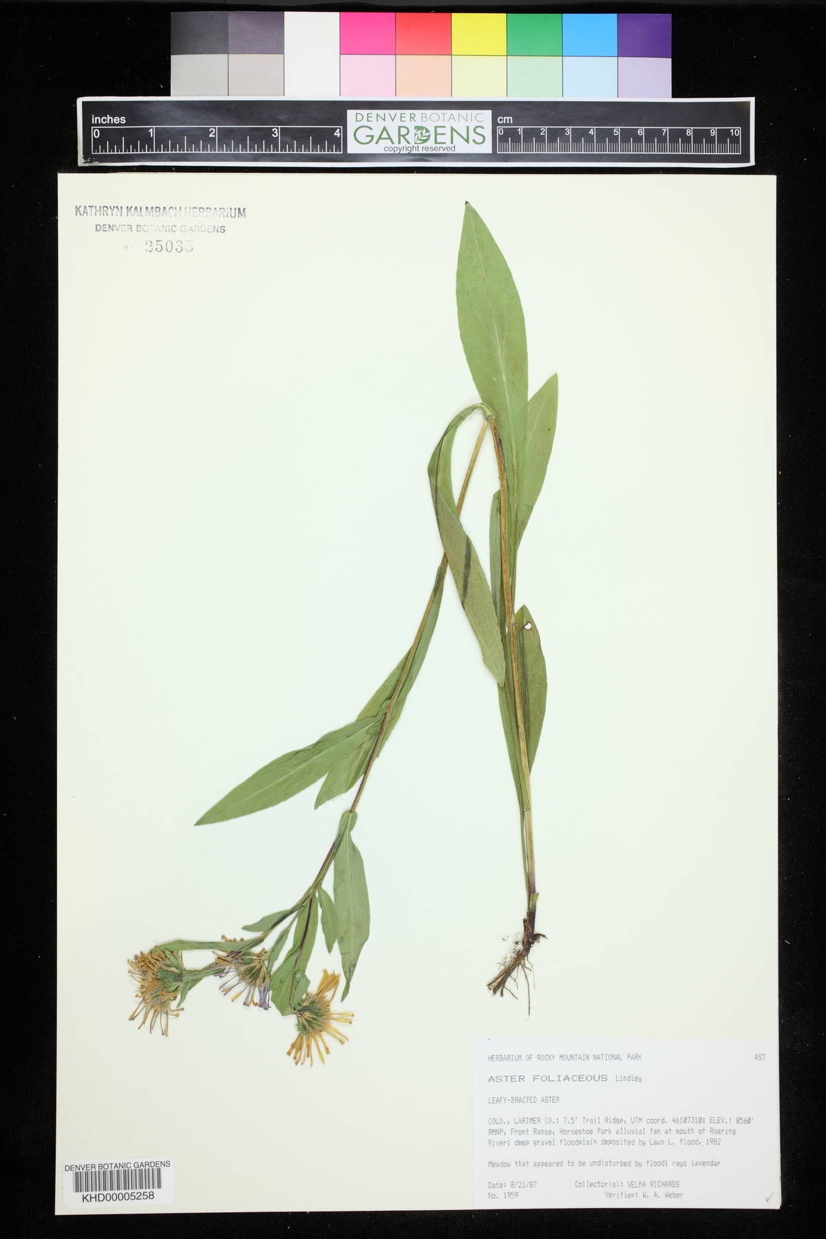 Symphyotrichum foliaceum var. foliaceum image