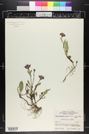 Symphyotrichum foliaceum image