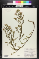 Symphyotrichum ericoides image