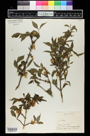 Deutzia uniflora image