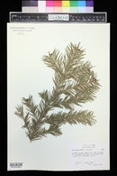 Abies lasiocarpa image