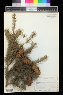 Pseudotsuga menziesii image