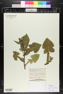 Sonchus oleraceus image