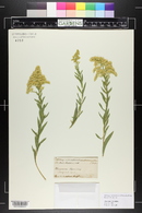 Solidago canadensis image