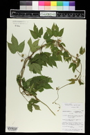 Humulus lupulus image