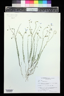 Linum pratense image