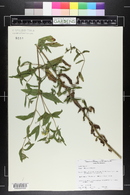 Heliomeris multiflora image
