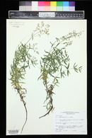 Galium boreale image