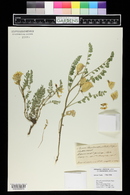 Astragalus oophorus image