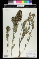 Lespedeza capitata image