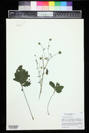 Geum canadense image