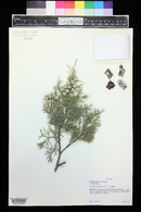 Juniperus deppeana image