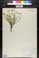 Erigeron canus image