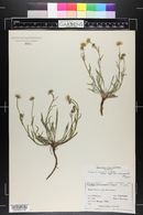 Erigeron eatonii image