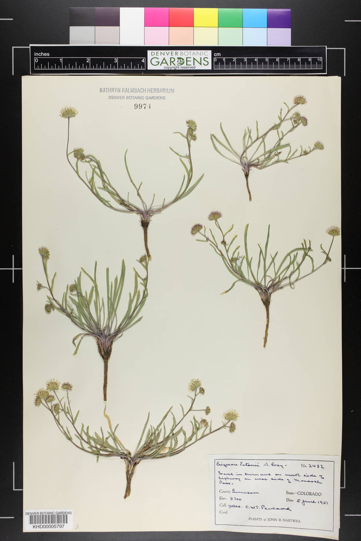 Erigeron eatonii image