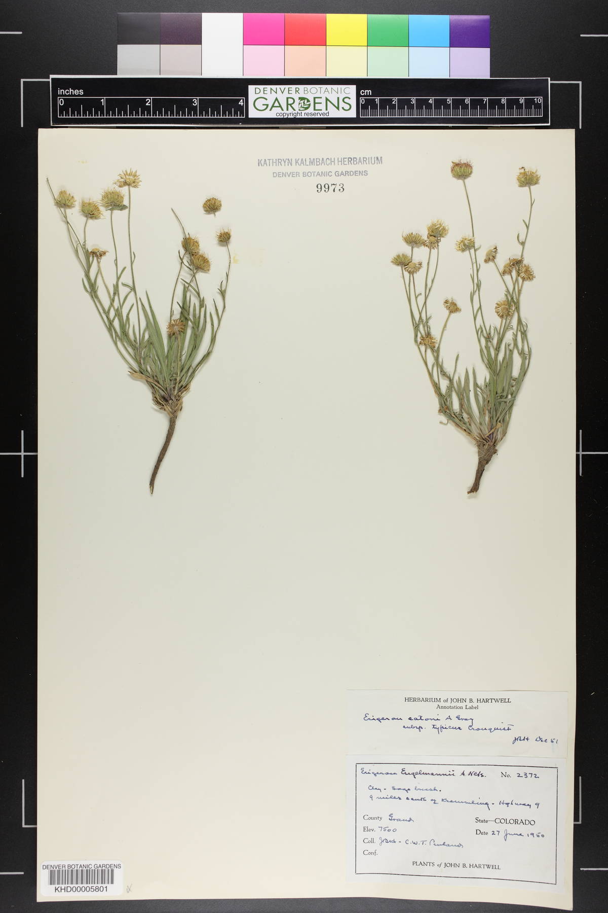 Erigeron eatonii image