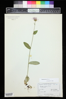 Erigeron eximius image