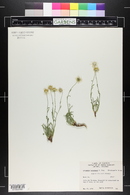 Erigeron engelmannii image