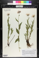 Erigeron elatior image