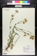 Erigeron formosissimus image