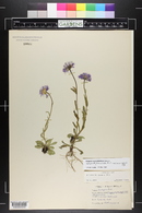 Erigeron formosissimus image