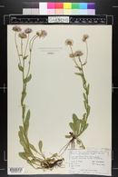 Erigeron formosissimus image