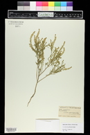 Lepidium densiflorum image