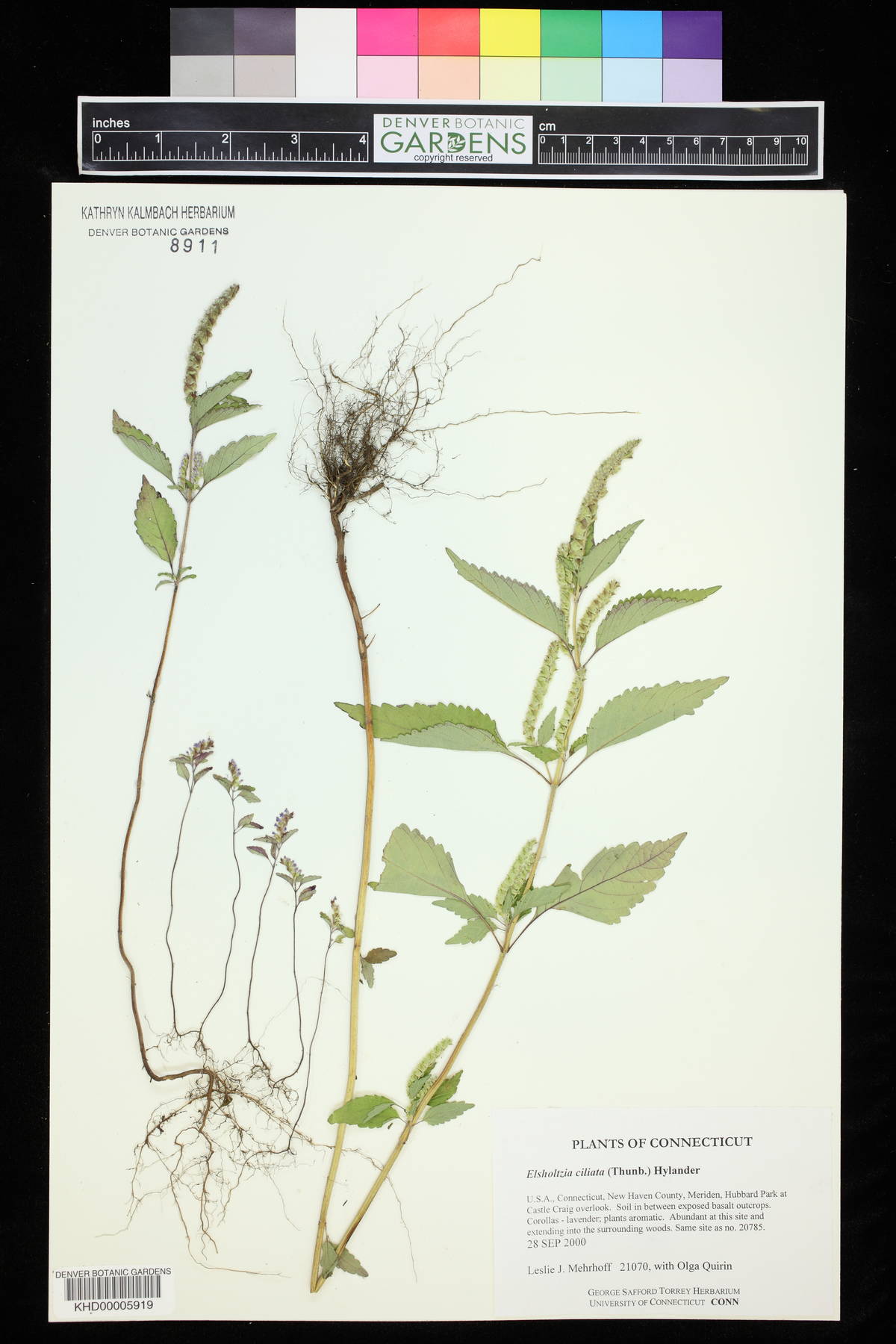 Elsholtzia image