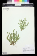 Veronica peregrina subsp. xalapensis image