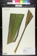 Cordyline fruticosa image