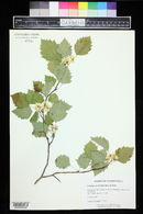 Crataegus flabellata image