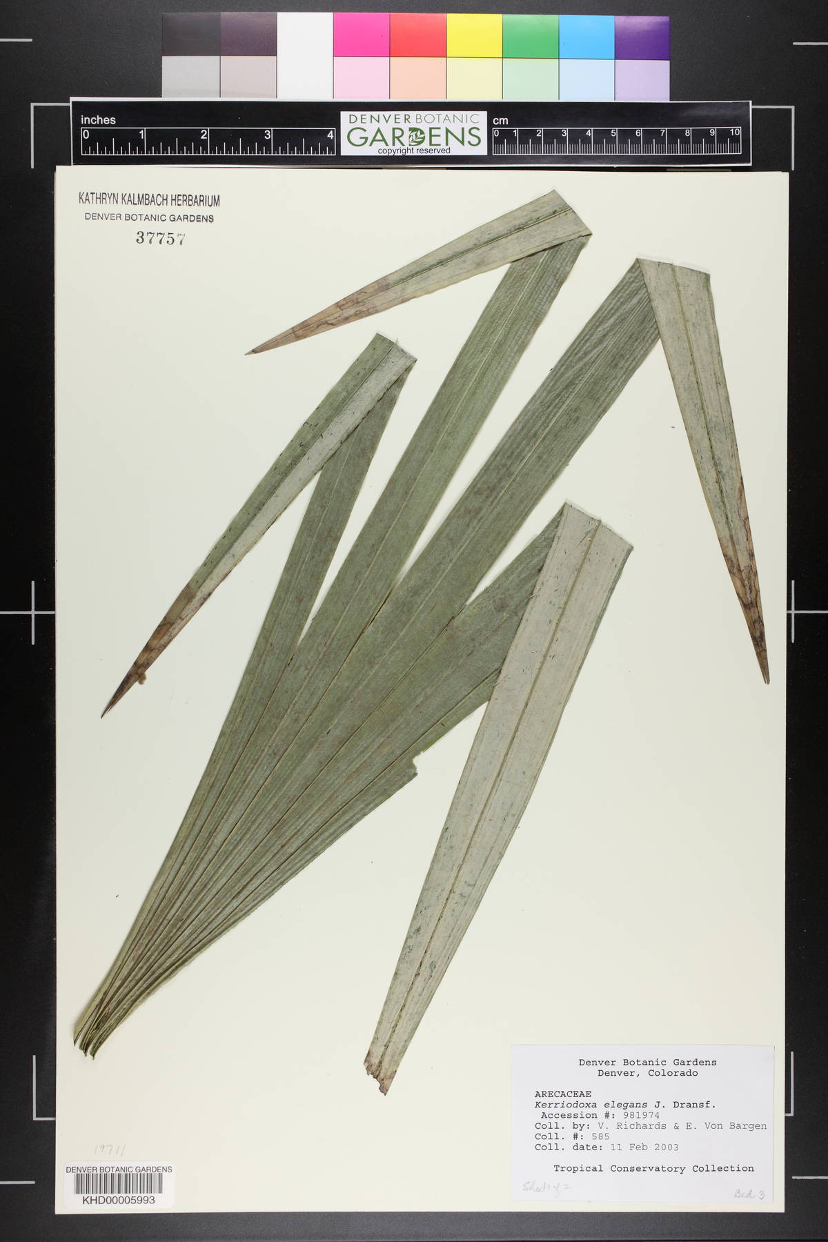 Kerriodoxa image