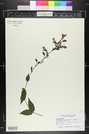Thunbergia mysorensis image