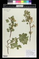 Ribes odoratum image