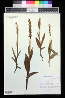 Platanthera aquilonis image