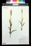 Platanthera aquilonis image