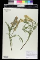 Astragalus bisulcatus image